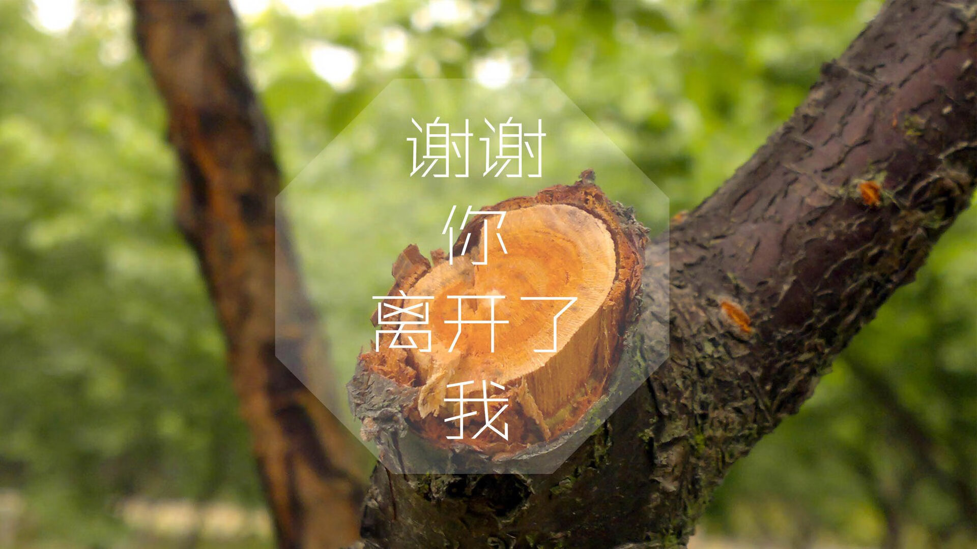 年轻球员崭露头角：未来五年谁能成为队内核心？，十大年轻球员