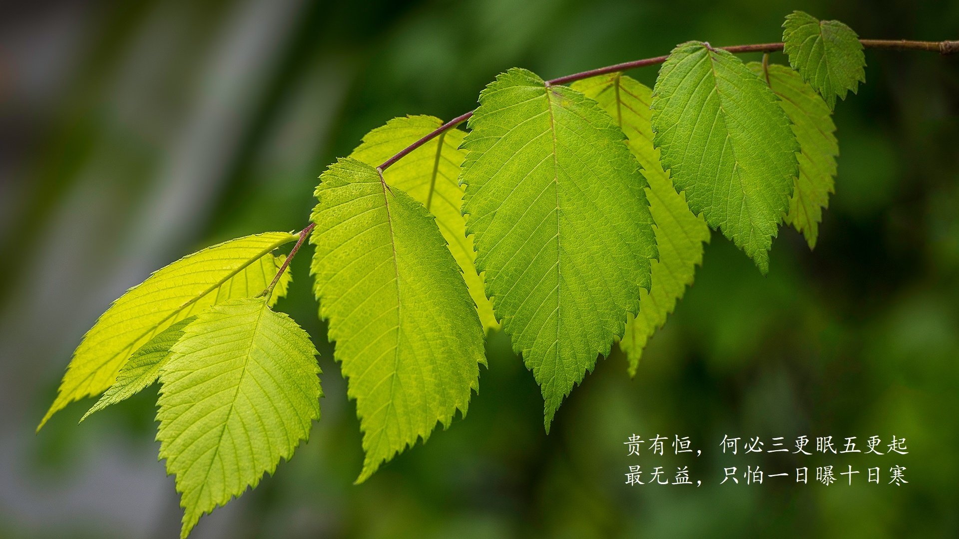 欧洲杯预选赛的强队崛起，对手束手无策！，欧洲杯预选赛的比赛表