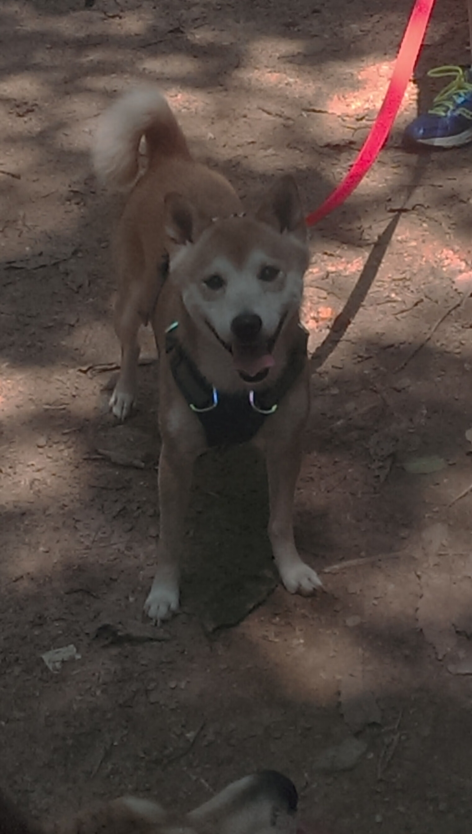 意甲青训心理训练提升球员应对压力的实证分析,意甲报名规则青训