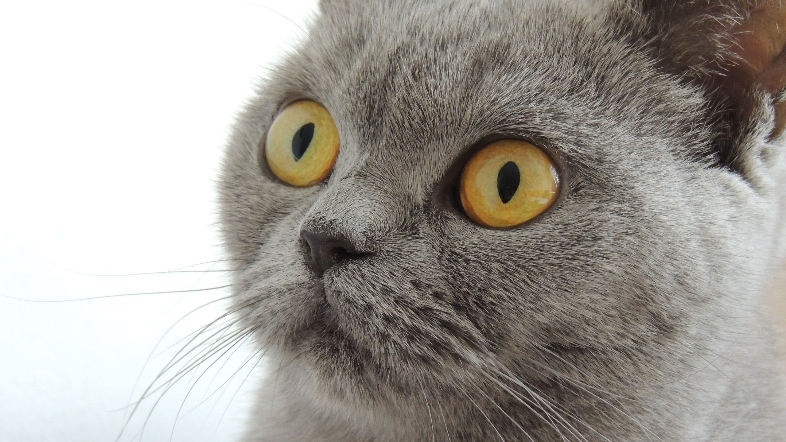 奥预赛国家队战败 球迷反思调整战术,2021奥赛国家队