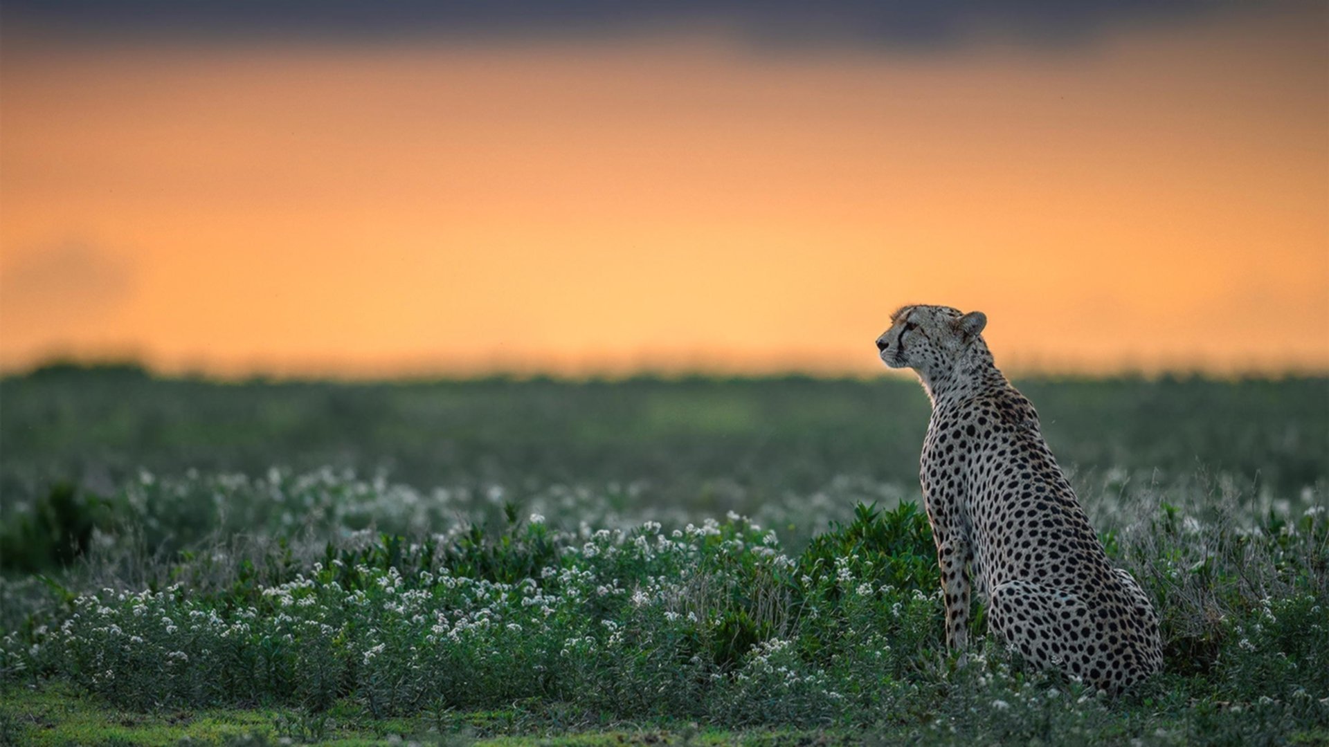 锋线传球成功率是否直接影响中后场压上意愿,锋线球员是什么意思
